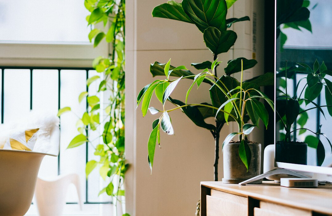 Bureau durable avec de nombreuses plantes vertes
